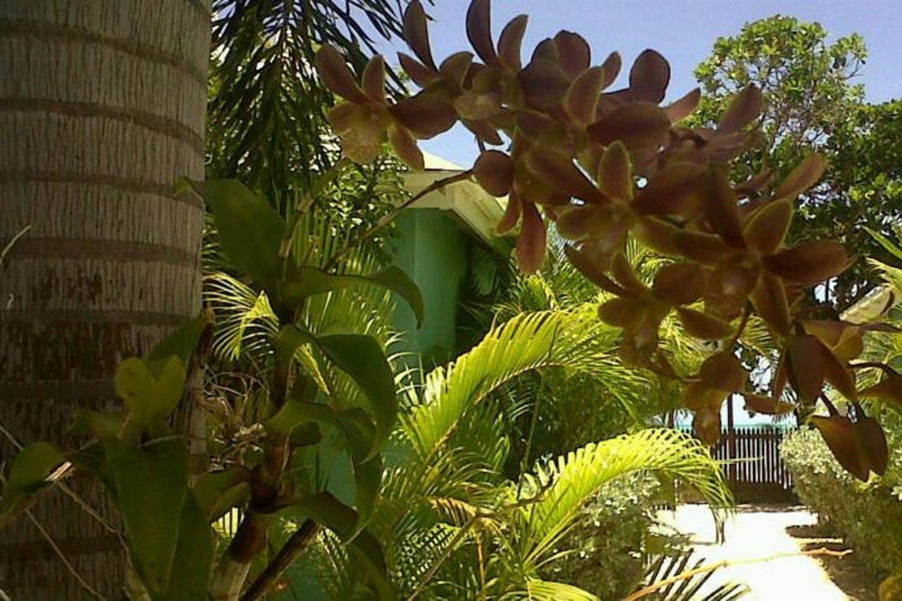 Dickenson Bay Buccaneer Beach Club מראה חיצוני תמונה
